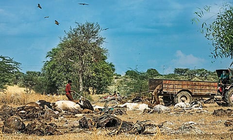 Remains of deceased cattle dumped at the Jorbeer Conservation Area in Bikaner, Rajasthan. The state recorded the highest 64,000 cattle deaths in the country, during the second wave of the lumpy skin disease outbreak that began in April-May this year   (Photograph: Vikas Choudhary)