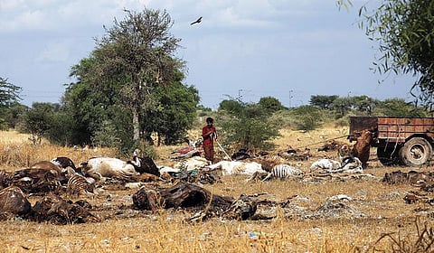 राजस्थान के बीकानेर में स्थित जोरबीर िगद्ध संरक्षण क्षेत्र में लम्पी बीमारी से मरे मवेशियों को फेंका गया। इस साल अप्रैल-मई में शुरू हुई लम्पी की दूसरी लहर में राजस्थान में सर्वाधिक 64 हजार मवेशी मरे (फोटो: विकास चौधरी / सीएसई)