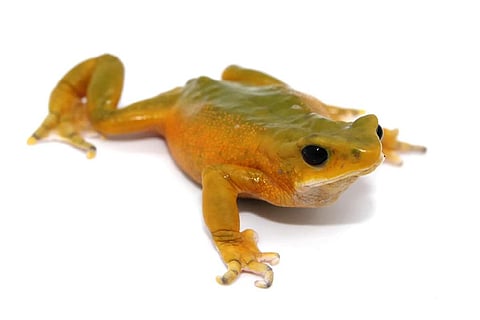 फोटो: मिशिगन स्टेट यूनिवर्सिटी, हार्लेक्विन मेंढक की प्रजाति जिन्हें कभी विलुप्त माना जाता था, जो अभी भी जंगल में जीवित हैं।