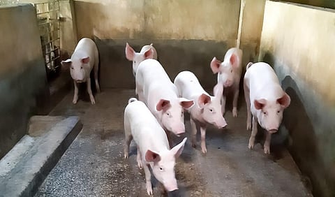 Livestock farming is a crucible for zoonotic disease; here is how