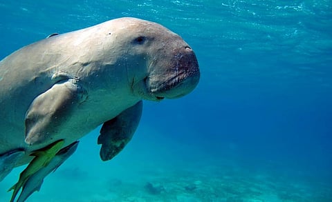 A dugong. Photo: iStock