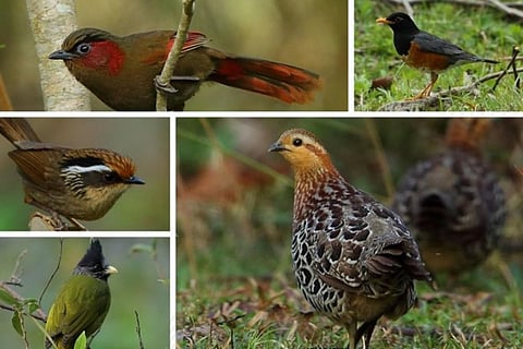 A clockwise collage of birds which includes Red-billed Liocichla, Black-breasted Thrush, Mountain-Bamboo Partridge, Crested Finchbill and Rusty-capped Fulvetta. (Photo: Albin Jacob/Macaulay Library)