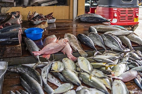 One in every five fish caught around the world every year is thought to originate from illegal, unreported and unregulated fishing. Photo: iStock