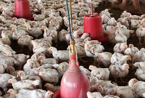 Photo: Harsha Doriya / World Animal Protection