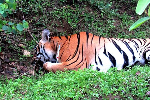 Ideally Corbett should have 200 tranquilising guns. It is such a big park. But I don’t think there are more than four, Nawab Shafath Ali Khan told Down To Earth