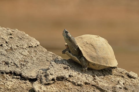 The red-crowned roofed turtle is native to India and Bangladesh. Photo: Wikimedia Commons