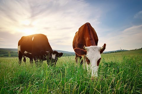 NLF India has trained 30,000 farmers and 2,000 veterinarians on efficiently using herbs for cattle health. Photo: iStock.