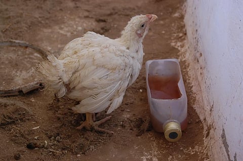 Antibiotic-resistant bacteria can be transmitted between humans and animals through contact, in food products and from the environment. photo: Wikimedia Commons