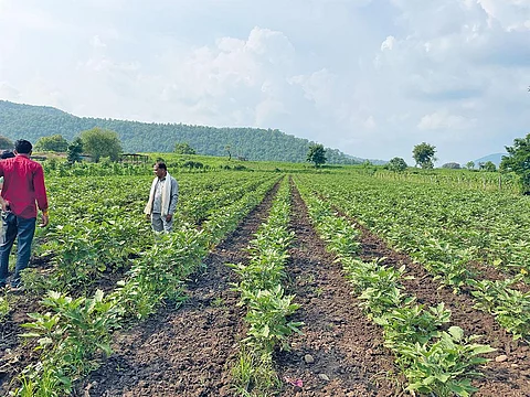 Farmers in Madhya Pradesh who follow regenerative farming methods find that they reduce the need for frequent irrigation, which conserves water and energy (Photograph: Anamika Yadav)