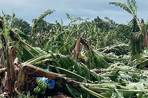 फोटो: डब्ल्यूएमओ, उष्णकटिबंधीय चक्रवात 'निरन' से केले की फसल को हुआ नुकसान