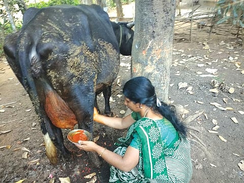 Ethnoveterinary medicine (EVM) involves the use of traditional / herbal preparations in treating diseases of cattle
