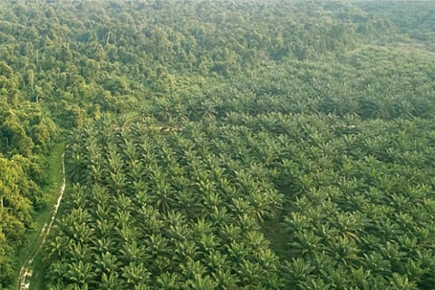 वनीकरण से 15 प्रतिशत तक कम हो सकता है घटता जल स्तर