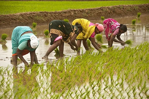 This year, many farmers witnessed their usual cropping cycles getting disturbed. Photo: iStock