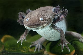 Axolotl, a Mexican endemic salamander. Photo: iStock