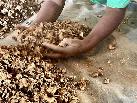 Another bio-resource that the communities in Namibia benefit from is the devil’s claw, a herb widely used as medicine for treating arthritis, reducing pain and fever and stimulating digestion. Photo: iStock.
