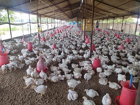 Reducing antibiotic use in industrially farmed animals is the key to resist AMR. Photo: Harsha Doriya