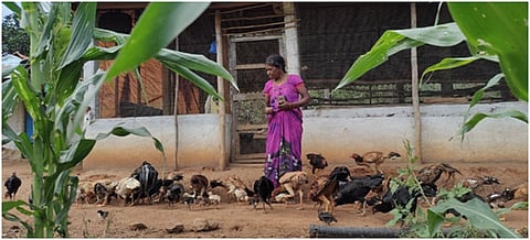 Marri Jame from Chinasangham village, Alluri Seetharamaraju district in Andhra Pradesh manages her birds through medicines sourced from plants inside the forage area. Photo: ML Sanyasi Rao