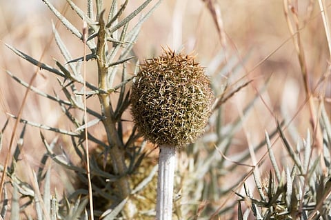 Echinops giganteus is a plant that is widely used in the cosmetics and food industries. Photo: iStock.