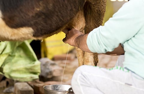 India is the fourth largest user of antibiotics in animals. Photo: iStock