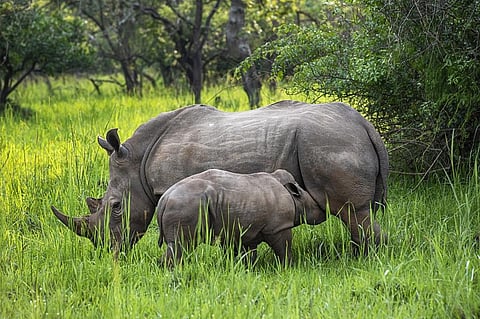 Namibia’s white rhino population is estimated to be around 1,237 individuals. Photo: iStock.