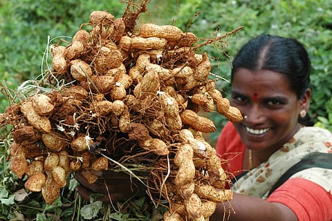 मूंगफली की नई किस्मों को बढ़ावा देने के लिए इक्रीसेट की नई पहल, किसानों को होगा फायदा