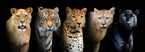 The Task Force will share information about the status, scale, and dynamics of illegal trade of big cat species listed in the CITES appendix. Photo: iStock