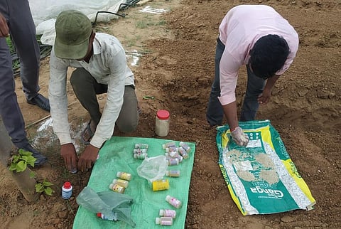 Jivaamrit was used to promote biological activity in the soil and enhance crop nutrient availability. Photo: Vineet Kumar