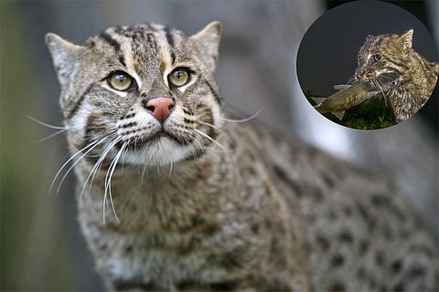 मछली पकड़ने वाली बिल्ली (फिशिंग कैट)