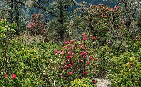 Only 40 per cent of Asian countries achieved the target of a minimum of 17 per cent coverage for protected areas by 2020. Photo: iStock