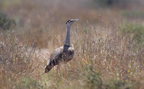 The GIB is endemic to the Indian subcontinent. But now, its population is limited to the grasslands of Rajasthan and Gujarat. Photo: iStock