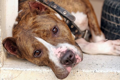 Pit Bull terrier. Photo: FADEL SENNA/AFP via Getty Images