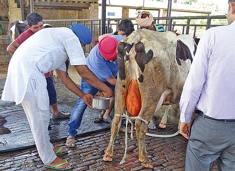 Ethnoveterinary medicines have a cure rate of more than 80 per cent, shows an analysis by Centre for Science and Environment (photographs: The University of Trans-Disciplinary Health Sciences and Technology, Bengaluru)