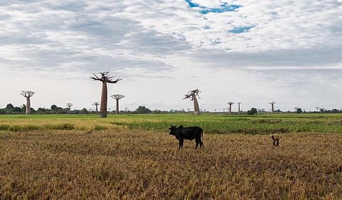 Rice and zebu cattle have had the largest impacts on the Madagascan landscape as a result of their vital role in sustaining human populations. Photo: iStock