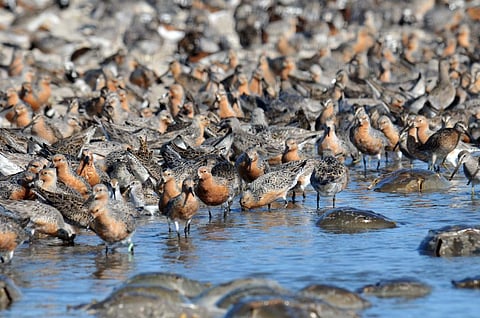 Red knots stop to feed along the Delaware shore as they migrate from the high Arctic to South America. Photo: Gregory Breese, USFWS/Flickr