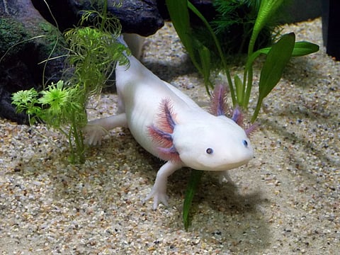 The axolotl is endangered and found only in Xochimilco Lake Complex in southern Mexico City. However, the animal is increasingly being bred outside of the region for research or to be kept as a pet. Photo: Wikimedia Commons