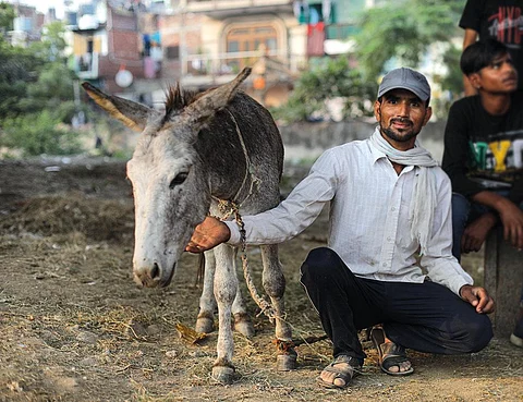 Mohammad Iqbal, a resident of Shahdara in Delhi, depends on his donkey to earn enough for his family of five (Photograph: Vikas Choudhary)