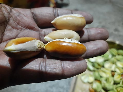 Can mahua seeds provide Adivasis a reliable livelihood?