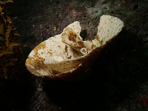 Author provided. Photo: CC BY-ND