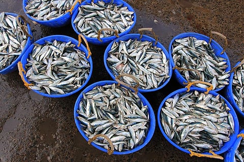 Small fish are up to twice as economical as other fish types. Photo: iStock.