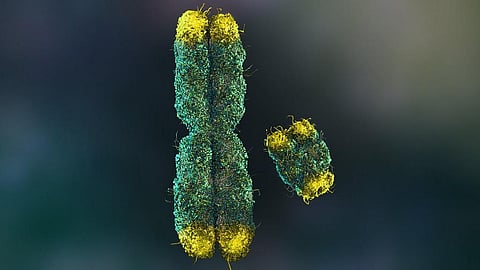 X and Y chromosome. Photo: Nathan Devery / Shutterstock