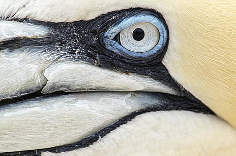 Avoiding climate breakdown depends on protecting Earth’s biodiversity — can the COP15 summit deliver?