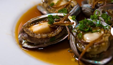 Abalone species are among the world’s most expensive seafoods and are considered a culinary delicacy. Photo: iStock