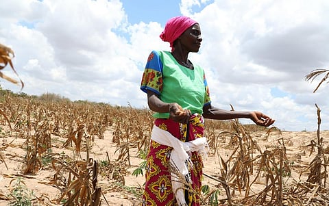 Zawadi Msafiri is seen in a withered maize crop field in Kilifi County, Kenya. The drought situation started in 2021