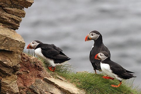 68 फीसदी पफिन पक्षियों के घरोंदों पर मंडराता जलवायु परिवर्तन का खतरा