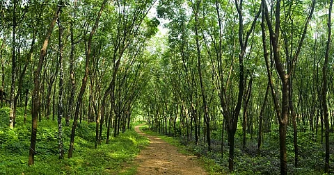 These lands are vital as they allow communities to get access to natural resources like fuel wood, grazing land for cattle, water, local ponds for fishing, medicinal herbs and other kinds of produce. Photo: iStock.