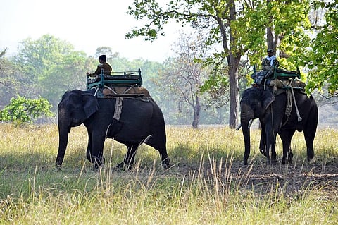 Tourists can pay money and go on safaris in these PAs, stay in hotels and do trophy hunting in certain areas. Photo: iStock.