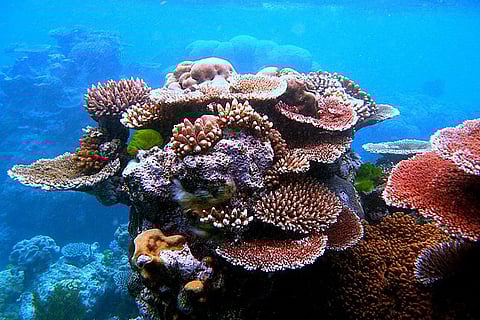 सीबीडी कॉप-15: सबसे कम संरक्षित मूंगे की गहरी चट्टानों की रक्षा करने की तत्काल जरूरत
