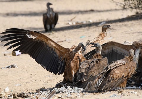 असोला भाटी वन्यजीव अभयारण्य में मिली पक्षियों की 250 प्रजातियां, दो पर मंडरा रहा गंभीर संकट