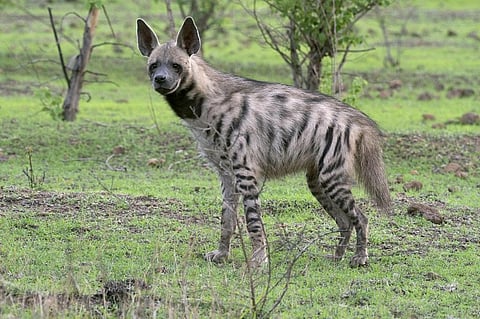 Hyena is a scavenger, largely dependent on kills made by co-predators to meet its dietary requirements. Photo: iStock.