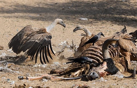 निमेसुलाइड पर क्यों नहीं लगाया प्रतिबंध, दिल्ली उच्च न्यायालय ने केंद्र से पूछा सवाल